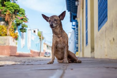 Trinidad, Küba Eski Şehir Sokaklarında yoksul, istenmeyen, evsiz köpek, güneşli bir gün boyunca.