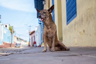 Trinidad, Küba Eski Şehir Sokaklarında yoksul, istenmeyen, evsiz köpek, güneşli bir gün boyunca.