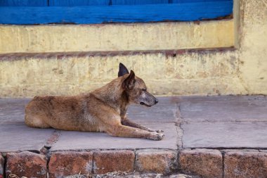 Trinidad, Küba Eski Şehir Sokaklarında yoksul, istenmeyen, evsiz köpek, güneşli bir gün boyunca.