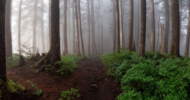 Yağmurlu bir gün boyunca sisli ve sisli bir ormanda bir yolun güzel panoramik görünümü. Alınan Cypress Provincial Park, Vancouver, British Columbia, Kanada.