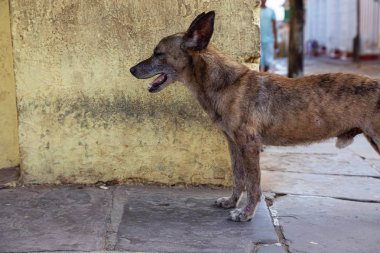 Trinidad, Küba Eski Şehir Sokaklarında yoksul, istenmeyen, evsiz köpek, güneşli bir gün boyunca.
