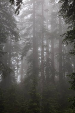 Yağmurlu bir günde sisli ve sisli ormanın güzel manzarası. Alınan Cypress Provincial Park, Vancouver, British Columbia, Kanada.