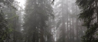 Yağmurlu bir günde sisli ve sisli ormanın güzel panoramik manzarası. Alınan Cypress Provincial Park, Vancouver, British Columbia, Kanada.