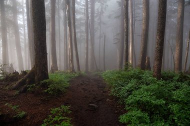 Yağmurlu bir günde sisli ve sisli bir ormanda bir yolun güzel görünümü. Alınan Cypress Provincial Park, Vancouver, British Columbia, Kanada.