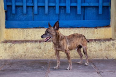 Trinidad, Küba Eski Şehir Sokaklarında yoksul, istenmeyen, evsiz köpek, güneşli bir gün boyunca.