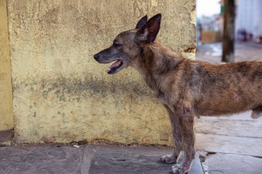 Trinidad, Küba Eski Şehir Sokaklarında yoksul, istenmeyen, evsiz köpek, güneşli bir gün boyunca.