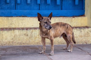 Trinidad, Küba Eski Şehir Sokaklarında yoksul, istenmeyen, evsiz köpek, güneşli bir gün boyunca.