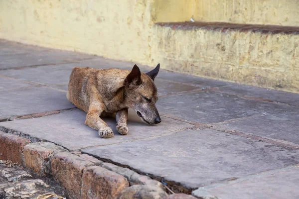 Бедная Нежеланная Бездомная Собака Улицах Старого Города Тринидада Куба Солнечный — стоковое фото