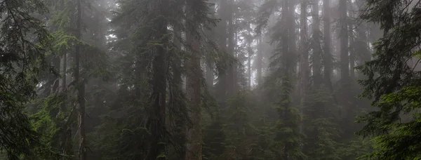 Beautiful Panoramic View Misty Foggy Forest Rainy Day Taken Cypress — Stock Photo, Image