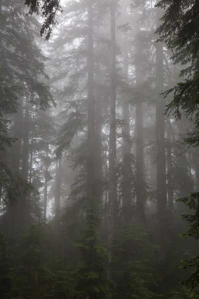 Belle Vue Sur Forêt Brumeuse Brumeuse Pendant Une Journée Pluvieuse — Photo