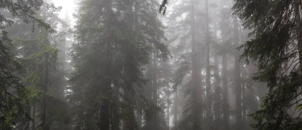 Piękny Panoramiczny Widok Mglisty Mgliste Lasy Deszczowy Dzień Podjęte Cypress — Zdjęcie stockowe