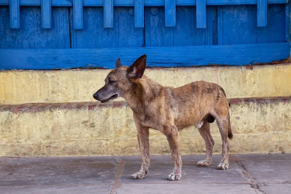 Armer Unerwünschter Obdachloser Hund Den Straßen Der Altstadt Von Trinidad — Stockfoto