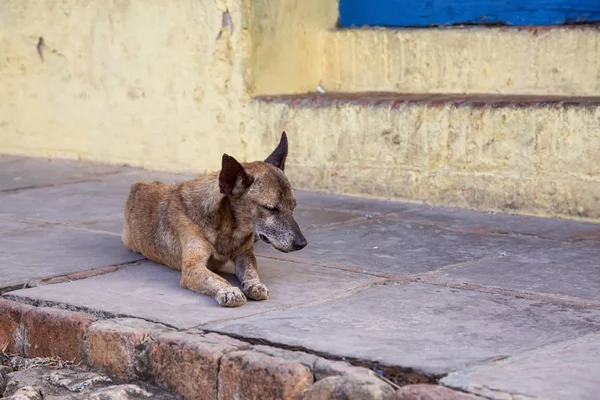 Pauvre Indésirable Chien Sans Abri Dans Les Rues Vieille Ville — Photo