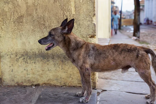 Trinidad Küba Eski Şehir Sokaklarında Yoksul Istenmeyen Evsiz Köpek Güneşli — Stok fotoğraf
