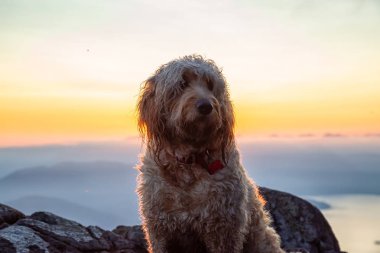 Cute and Adorable Dog, Goldendoodle, is on top of a Mountain during a sunny summer sunset. Taken on St Mark's Summit, West Vancouver, British Columbia, Canada. clipart