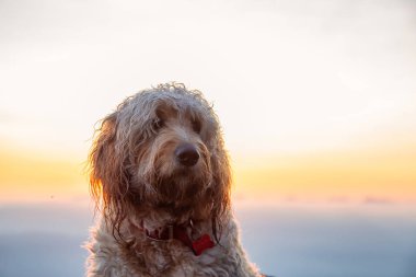 Sevimli ve Sevimli Köpek, Goldendoodle, güneşli bir yaz gün batımı sırasında bir dağın tepesinde. St Mark Zirvesi'nde alındı, Batı Vancouver, British Columbia, Kanada.