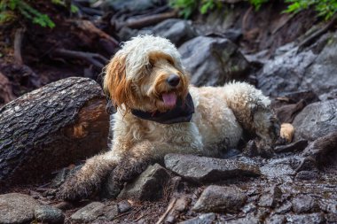 Sevimli ve Sevimli Köpek, Goldendoodle, doğada kirli bir zeminde rahatlatıcı. Alınan Cypress Provincial Park, Batı Vancouver, British Columbia, Kanada.