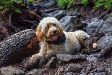 Sevimli ve Sevimli Köpek, Goldendoodle, doğada kirli bir zeminde rahatlatıcı. Alınan Cypress Provincial Park, Batı Vancouver, British Columbia, Kanada.