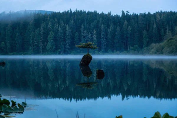 Mlhavém Letním Východu Slunce Strom Iconic Bonsai Pohádkové Jezero Poblíž — Stock fotografie