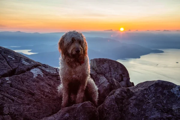 Симпатичні Чарівні Собаки Goldendoodle Знаходиться Вершині Гори Під Час Сонячного — стокове фото