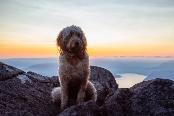 Roztomilý Rozkošný Pes Goldendoodle Leží Vrcholu Hory Během Slunného Letního — Stock fotografie