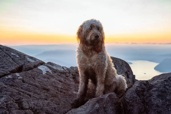 Cão Bonito Adorável Goldendoodle Está Topo Uma Montanha Durante Pôr — Fotografia de Stock