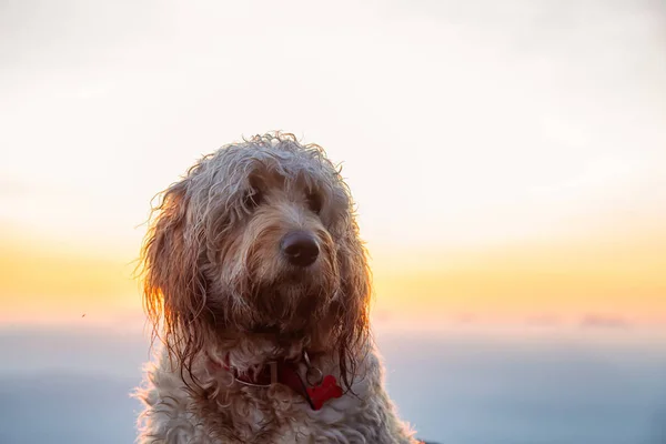 Netter Und Entzückender Hund Golddoodle Steht Auf Einem Berg Während — Stockfoto