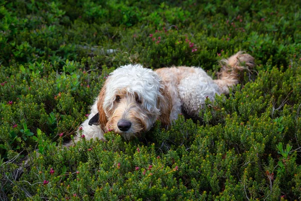 Cute and Adorable Dog, Goldendoodle, is relaxing on green grass in nature. Taken in Cypress Provincial Park, West Vancouver, British Columbia, Canada.