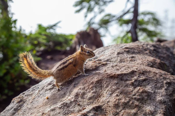Cute Little Chipmunk Rock Sunny Summer Day Taken Cypress Provincial — Stock Photo, Image