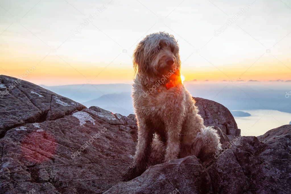 Cute and Adorable Dog, Goldendoodle, is on top of a Mountain during a sunny summer sunset. Taken on St Mark's Summit, West Vancouver, British Columbia, Canada.