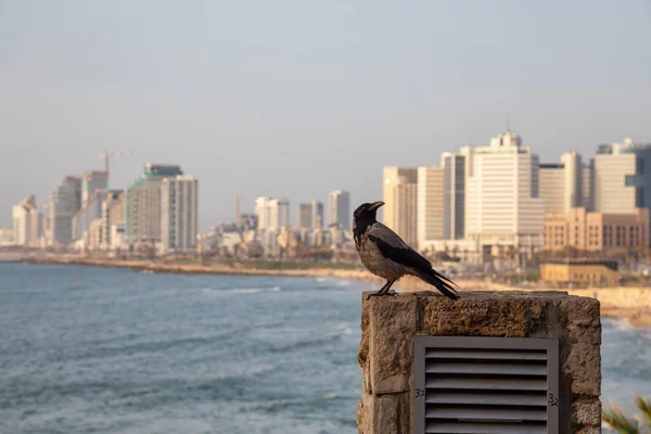 Grey Crow sitting in the city during a sunny day. Taken in the Old Jaffa City, Tel Aviv, Israel.