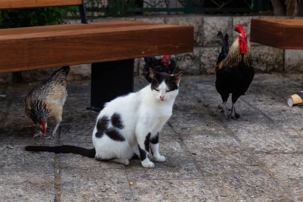 Wild street cat and a Chicken outdoors during a sunny evening. Taken at the Old Port of Jaffa, Tel Aviv, Israel.