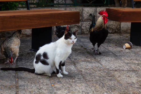 Chat Rue Sauvage Poulet Plein Air Lors Une Soirée Ensoleillée — Photo