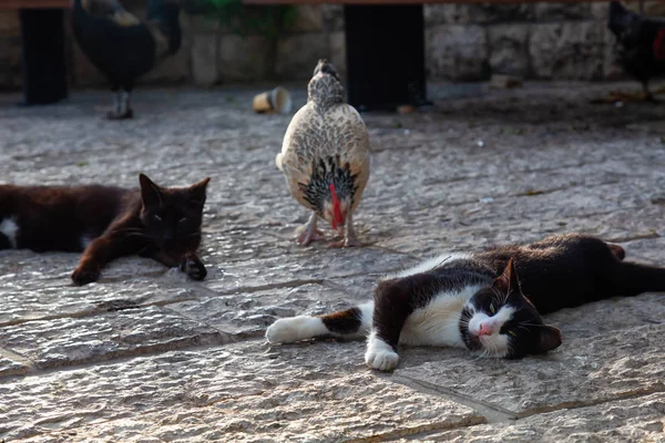 Wild street cat and a Chicken outdoors during a sunny evening. Taken at the Old Port of Jaffa, Tel Aviv, Israel.