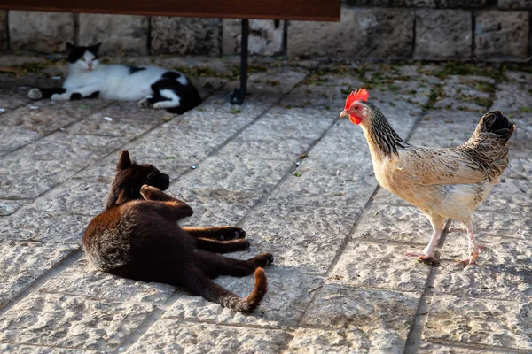 Wild Street Cat Chicken Looking Each Other Sunny Evening Taken — Stock Photo, Image