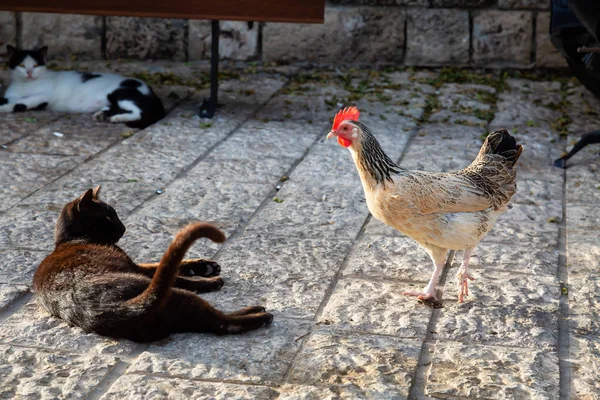 Gato Callejero Salvaje Pollo Miran Durante Una Noche Soleada Tomado —  Fotos de Stock