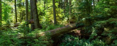 Canlı güneşli bir yaz gününde Yağmur Ormanı'nın güzel manzarası. Macmillan Provincial Park, Vancouver Island, British Columbia, Kanada'da çekilmiş.