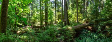 Canlı güneşli bir yaz gününde Yağmur Ormanı'nın güzel manzarası. Macmillan Provincial Park, Vancouver Island, British Columbia, Kanada'da çekilmiş.