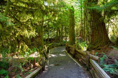 Canlı güneşli bir yaz gününde Yağmur Ormanlarında Bir Patikanın Güzel Manzarası. Macmillan Provincial Park, Vancouver Island, British Columbia, Kanada'da çekilmiş.