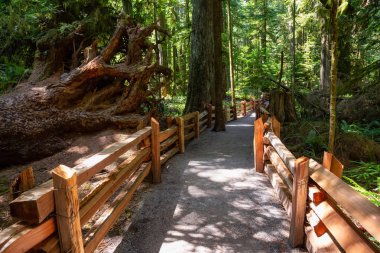Canlı güneşli bir yaz gününde Yağmur Ormanlarında Bir Patikanın Güzel Manzarası. Macmillan Provincial Park, Vancouver Island, British Columbia, Kanada'da çekilmiş.