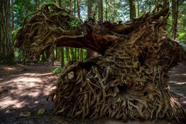 Canlı güneşli bir yaz gününde Yağmur Ormanı'nda Güzel Ağaç Kökü. Macmillan Provincial Park, Vancouver Island, British Columbia, Kanada'da çekilmiş.