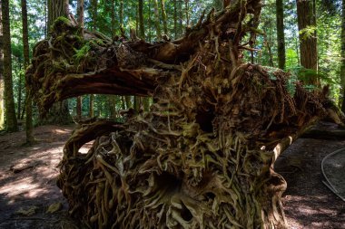 Beautiful Tree Root in the Rain Forest during a vibrant sunny summer day. Taken in MacMillan Provincial Park, Vancouver Island, British Columbia, Canada. clipart