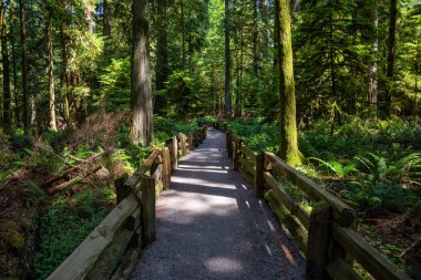 Canlı güneşli bir yaz gününde Yağmur Ormanlarında Bir Patikanın Güzel Manzarası. Macmillan Provincial Park, Vancouver Island, British Columbia, Kanada'da çekilmiş.
