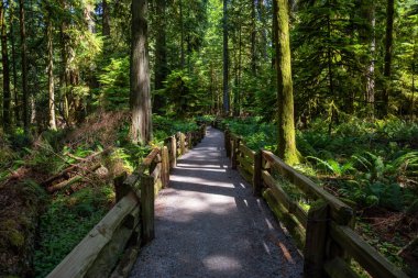 Beautiful View of a Trail in the Rain Forest during a vibrant sunny summer day. Taken in MacMillan Provincial Park, Vancouver Island, British Columbia, Canada. clipart