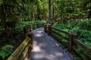 Canlı güneşli bir yaz gününde Yağmur Ormanlarında Bir Patikanın Güzel Manzarası. Macmillan Provincial Park, Vancouver Island, British Columbia, Kanada'da çekilmiş.