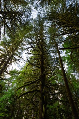 Güzel yeşil ağaçlar canlı bir yaz günü yosun koynunda. Golden Ears Provincial Park, Maple Ridge, Greater Vancouver, British Columbia, Kanada'da çekildi.