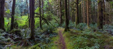 Güzel yeşil ağaçlar canlı bir yaz günü yosun koynunda. Golden Ears Provincial Park, Maple Ridge, Greater Vancouver, British Columbia, Kanada'da çekildi.