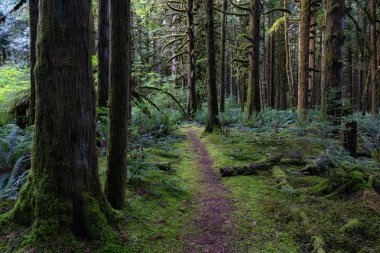 Güzel yeşil ağaçlar canlı bir yaz günü yosun koynunda. Golden Ears Provincial Park, Maple Ridge, Greater Vancouver, British Columbia, Kanada'da çekildi.