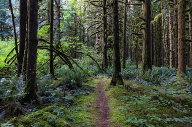Güzel yeşil ağaçlar canlı bir yaz günü yosun koynunda. Golden Ears Provincial Park, Maple Ridge, Greater Vancouver, British Columbia, Kanada'da çekildi.