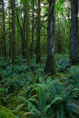 Güzel yeşil ağaçlar canlı bir yaz günü yosun koynunda. Golden Ears Provincial Park, Maple Ridge, Greater Vancouver, British Columbia, Kanada'da çekildi.